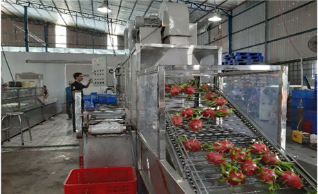 Dây chuyền rửa, đóng gói thanh long năng suất  3 – 4 tấn/giờ